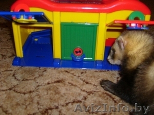 продам хорька мальчика в минске #71596