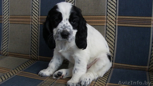 Щенок русского спаниеля продажа #72972