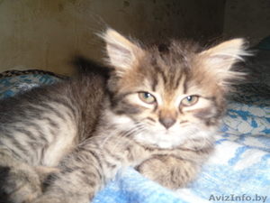 котята полу-перс #62476