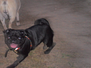 Жизнерадостная девочка чёрного мопса #69648