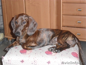 продам щенка карликовой таксы . #60193