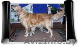 Голден-ретривера щенки #69455