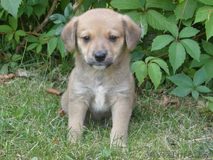 Дворняжки в добрые руки #66727