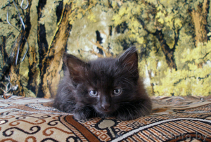 котята 1 месяц в дар #67151