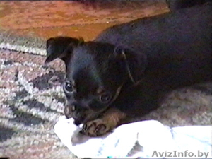 Щенки рус гл/ш той-терьера #68763