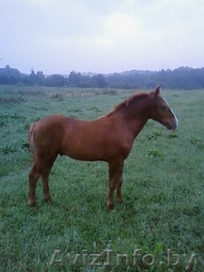 Продам жеребенка д. Буцевичи Минский район #72337