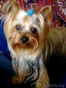 Йорк-мальчик ищет йорка-девочку #72356