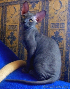 котята корниш-рекс #71594