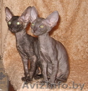 Корниш-рекса котята #60804