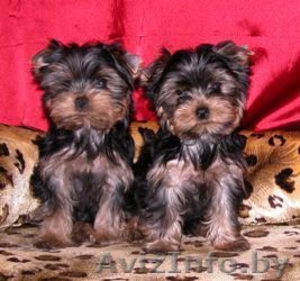 2 йоркширских щенков для продажи #65776