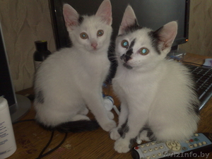 Котята в дар (2, 5 мес. мальчики) #77442