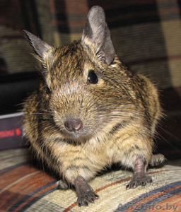 Продам чилийскую белочку дегу.   #79767