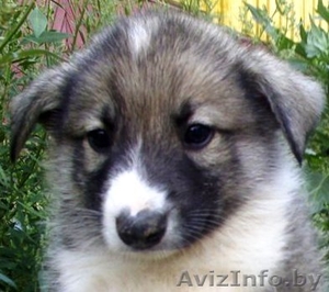 Очаровательный щенок в дар #80020