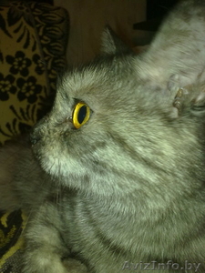 отдам кошку в добрые руки #79007