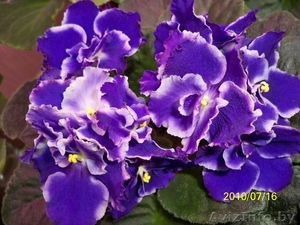 Фиалки Коллекционные в Могилеве #82310