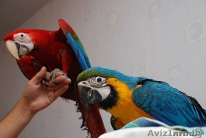 продам попугая большого, есть говорящие,  #76875