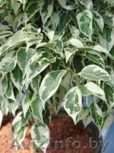 Фикусы Бенджамена #83879