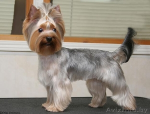 Стрижка и модельный тримминг  .. #74288