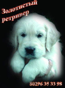 Голден ревера щенки #77624