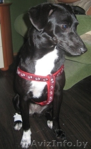 В дар - небольшая собака,  девочка,  чёрненькая в белых носочках #75666