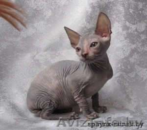 канадский сфинкс котятки #86995
