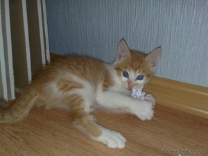 Отдам котят в добрые руки. #75083