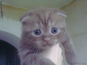 шотландские котята #81311