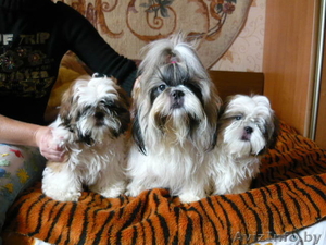 Продаются щенки ши-тцу  #77821