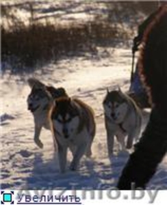 Шенки Сибирского хаски #67021