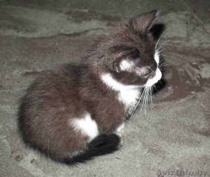 Котенок ищет дом #85358