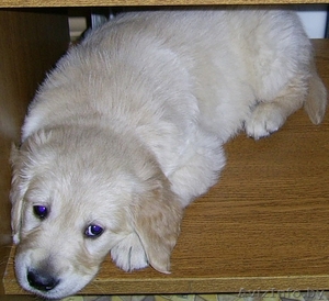 Щенки голден-ретривера #87599