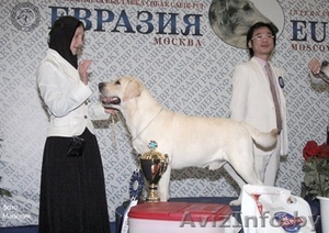 Высокопородные щенки лабрадора ретривера #81904