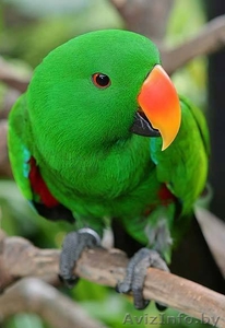 попугай большой продается ЖАКО, АМАЗОН, КАКАДУ  #82061