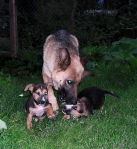 Продам отличных щенков #75812