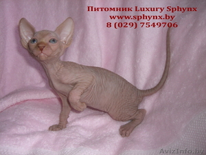 Канадский сфинкс (котята) #78307
