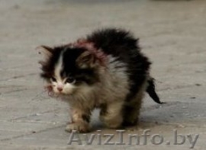 Приют для животных #81508