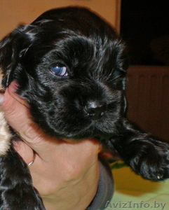 Американский кокер спаниель. Щенки #81150