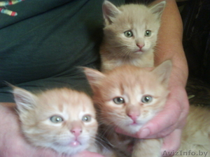 Красивые котята,  рыжие и пушистые.. #79126