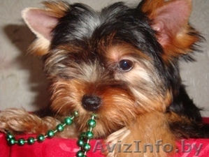 йоркширский терьер продам #65155