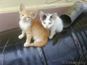 ПОДАРЮ чудных котят мальчика и девочку #75655