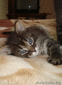 отдам кошечку в добрые руки #83114