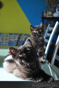 Четыре британских котёнка (д.р. 22.07.2010 года.) ищут мам и пап! #86551