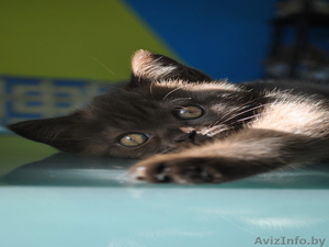 Четыре британских котенка ищут мам и пап! (д.р. 22.07.2010) #86874