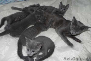Котята русской голубой #75904