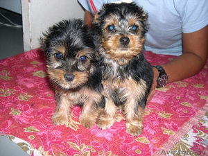 Щенки Йорки 2 девочки  1 мальчик #77970