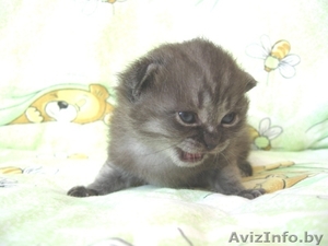 Котята-британцы  #85092