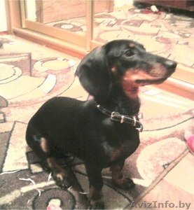 продам таксу стандартную #83713