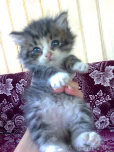 Очаровательные сибирские кошечки. #85036