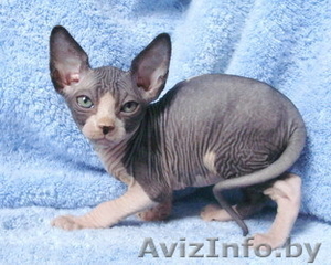 Канадский сфинкс голые котята #82197
