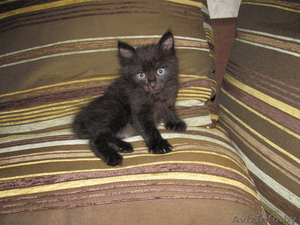 Котята-симпатяги #74741